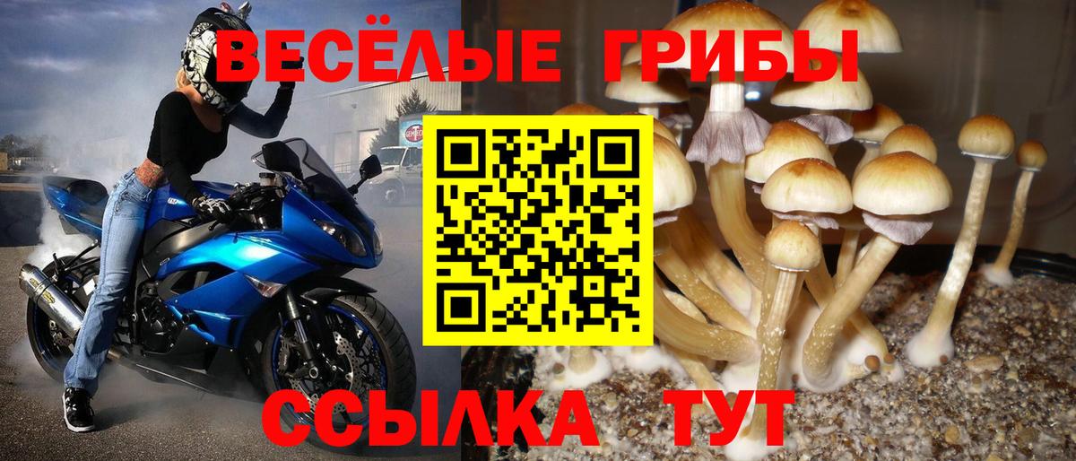 Галлюциногенные грибы Psilocybe  Северодвинск 